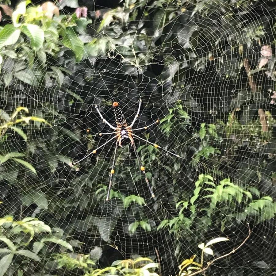 Sinharaja Hostel 114 Deniyaya Dış mekan fotoğraf